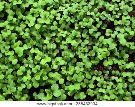Green Shoots Of Sinapis Arvensis Top View.