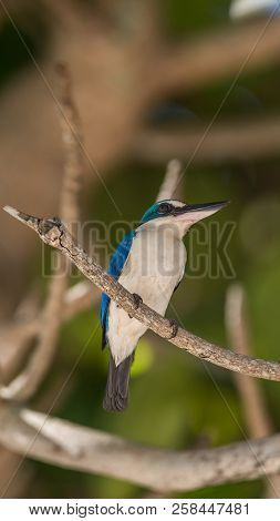 Bird (white-collared Kingfisher) In A Nature Wild