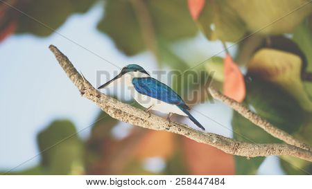 Bird (white-collared Kingfisher) In A Nature Wild