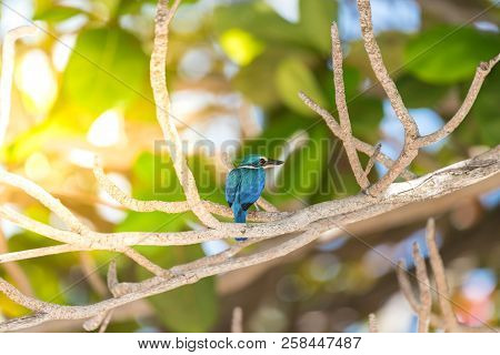 Bird (white-collared Kingfisher) In A Nature Wild