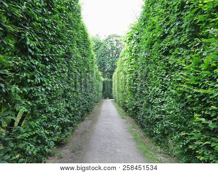 Ideally Geometrically Cropped Shorn Trees In An Abstract Well-kept Park