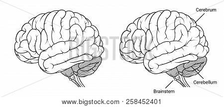 Vector Illustration ,human Brain Anatomy Side View Outline On White Background