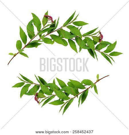 Waved Frame With Green Leaves And Small Pink Flowers Isolated On White Background