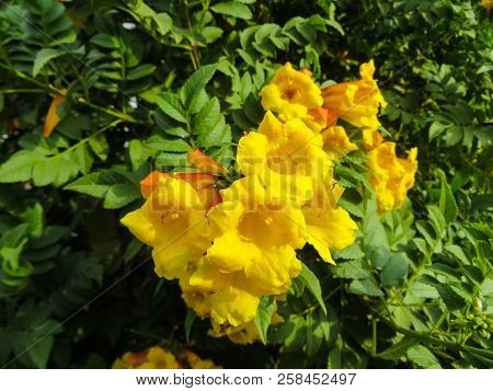 Beautiful Flowers Of Kampsis Of Large Yellow Color