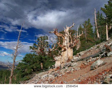 สน Bristlecone โบราณ
