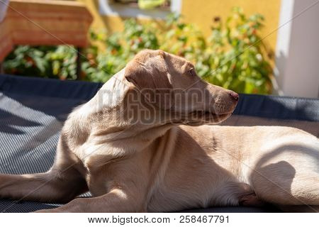 Young Dog Is Sunbathing In The Sun