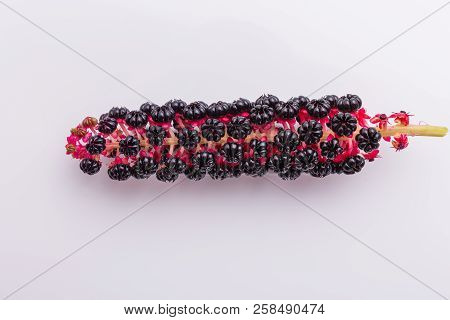 Phytolacca Americana On A White Acrylic Background