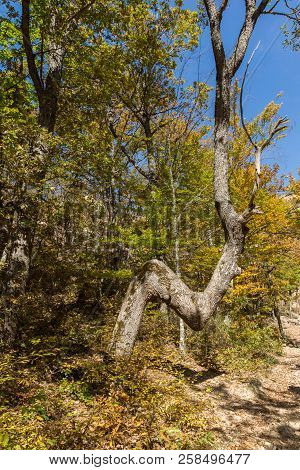 Autumn Landscape With Yellow Trees Near Devil Town In Radan Mountain, Serbia