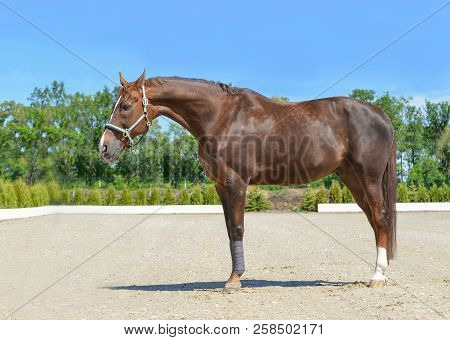 Beautiful Horse, Blue Sky And Green Trees As A Background. Brown Horse Closeup Portrait, Equestrian 