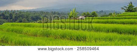 Beautiful Jatiluwih Rice Terraces Against The Background Of Famous Volcanoes In Bali, Indonesia Bann