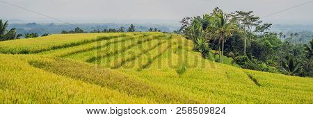 Beautiful Jatiluwih Rice Terraces Against The Background Of Famous Volcanoes In Bali, Indonesia Bann
