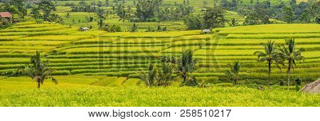 Beautiful Jatiluwih Rice Terraces Against The Background Of Famous Volcanoes In Bali, Indonesia Bann