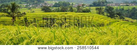 Beautiful Jatiluwih Rice Terraces Against The Background Of Famous Volcanoes In Bali, Indonesia Bann