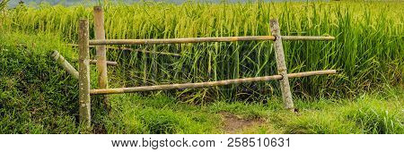 Beautiful Jatiluwih Rice Terraces Against The Background Of Famous Volcanoes In Bali, Indonesia Bann