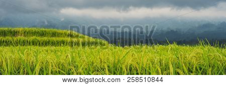 Beautiful Jatiluwih Rice Terraces Against The Background Of Famous Volcanoes In Bali, Indonesia Bann
