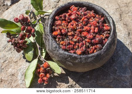 Ripe Red Rhus Integrifolia Lemonade Sumac Berries In Primitive Clay Bowl Outdoors On Rock