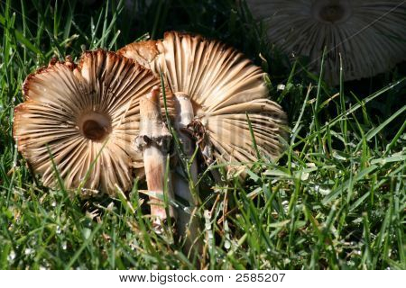 Funghi
