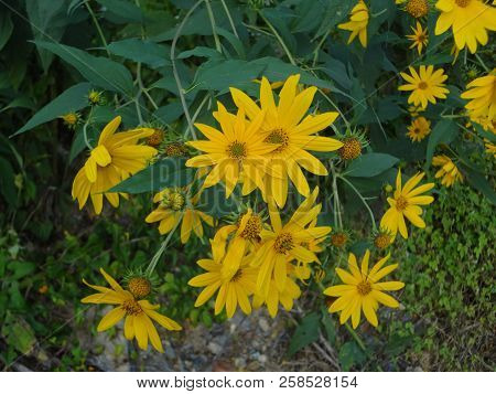 Yellow Flowers Growing In Nature In East Tennessee, Usa.