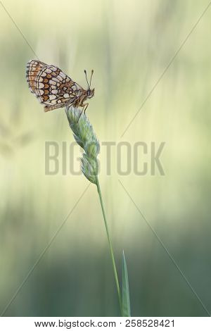 The Beauty Of Butterflies