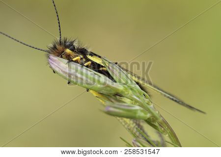 Libelloides Coccajus With A Green Background Out Of Focus.