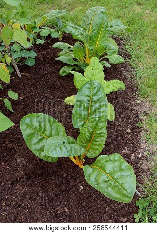 Row Of Swiss Chard Plants With Yellow Stalks
