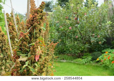 Quinoa Growing In A Lush Allotment