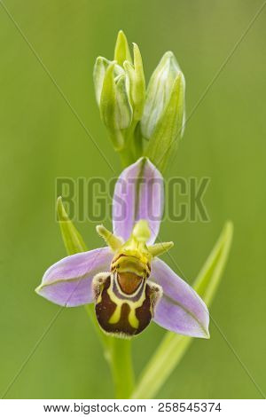 Detail Of The Ophrys Scolopax Orchid With A Green Defocused Background.