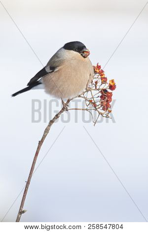 Eurasian Bullfinch (pyrrhula Pyrrhula) In The Snow. Crémenes (león, Spain).