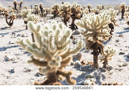 Cholla Cactus (cylindropuntia Bigelovii) Known As Teddy-bear Cholla In The Cholla Cactus Garden In J