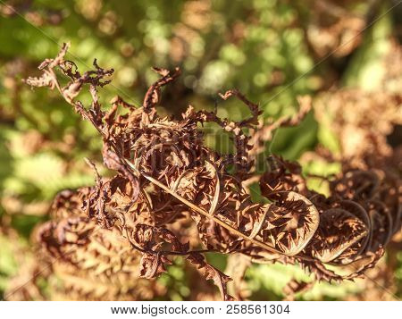 Dry Orange Stalk Of Fern. Extreme Hot In Forest Without Any Rain. Extreme Weather.