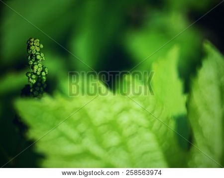 Young Grape Leaves, Checking Of Growth. Young Wine Grapes In Nature.