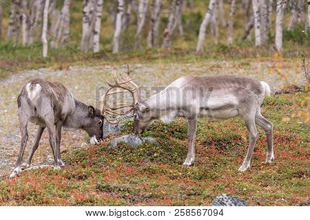 Two Young Reindeers Fighting In The Forest - (rangifer Tarandus)