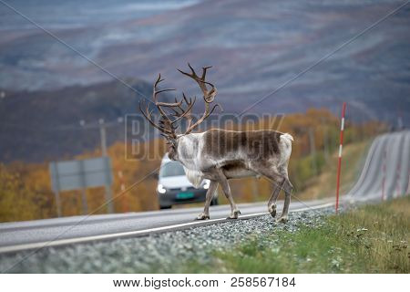 Reindeer With Big Antlers Entering On The Road - Danger For Travelers