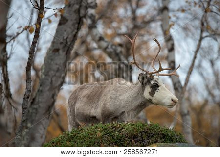 Young Reindeer Looking At The Camera - Close Up