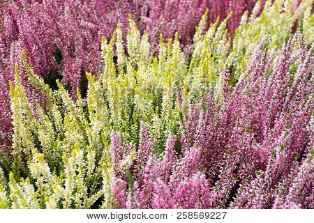 Flowering Heather Plant, Erica Flower, Calluna Or Gardener Heather