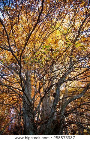 Trees In Autumn Season Background