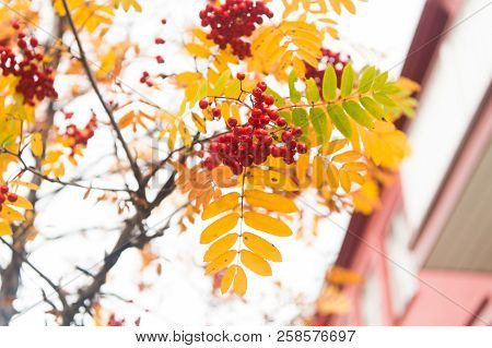 Red Ripe Bunch Of Rowan With Green Rowan Leaves In Autumn. Autumnal Colorful Red Rowan Branch. Bunch