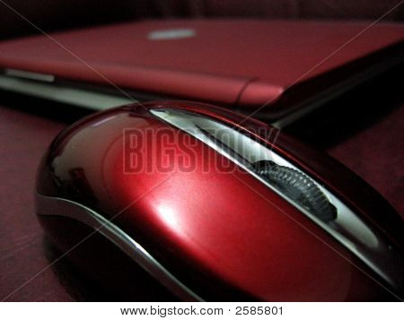 Rato vermelho