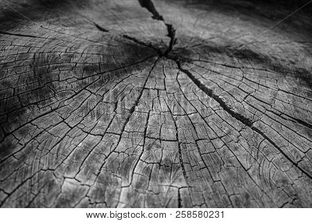 Natural Tree Trunk Cut Background Texture Wood