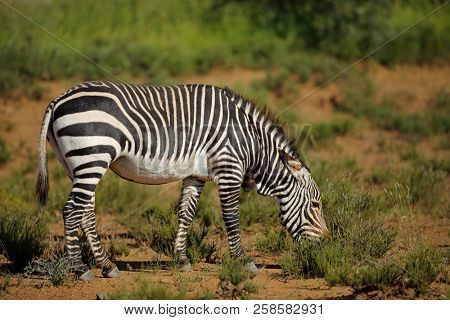 Cape mountain zebra (Equus zebra) in natural habitat, Mountain Zebra National Park, South Africa