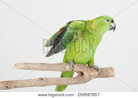 Green Parrot On Tree Branch Isolated On White Studio Background