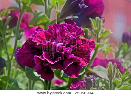 Maco Petunia Flower - Double Burgundy Madness