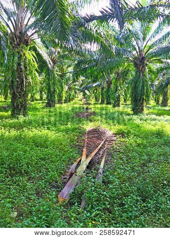 Grass Covered Ground In Oil Palm Plantation To Maintain Moisture In The Soil. And The Cut Palm Branc