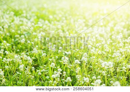 Grass And Maedow In The Garden Morning. Beautiful Nature Background.