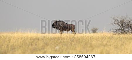 Blue Wildebeast (connochaetes Taurinus) Is The Makgadikgadi, Botswana