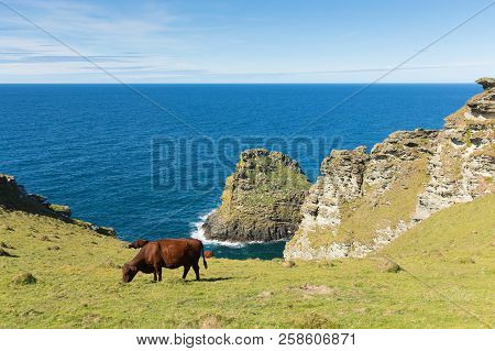 Coast Path View North Cornwall On Path From Tintagel To Boscastle With Cows