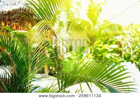 Palm Branches In Wellnes Spa Center Natural Background Warm And Brightly