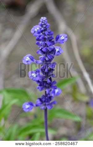 Mealy Cup Sage - Latin Name - Salvia Farinacea Evolution