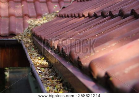 Clogged Gutter Through The Leaves. Spring And Autumn Cleaning Of The Roof Gutter.