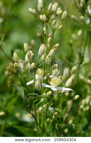 Erect Clematis White Flowers - Latin Name - Clematis Recta